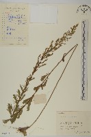 牡蒿藏品圖，第1張