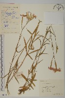 瞿麥藏品圖，第1張