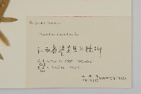 瞿麥藏品圖，第3張