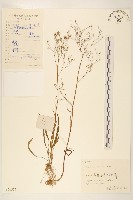 細葉苦實藏品圖，第1張