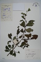 紫果冬青藏品圖，第1張