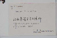 紫果冬青藏品圖，第2張