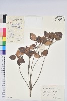 守城滿山紅、馬禮士杜鵑藏品圖，第1張