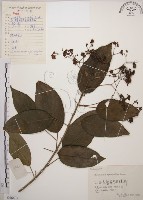 大青藏品圖，第1張