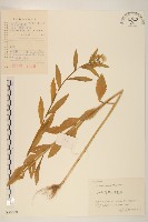 白頂飛蓬藏品圖，第1張