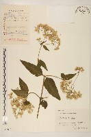 佩蘭、澤蘭藏品圖，第1張