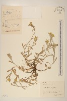 鼠麴草藏品圖，第1張