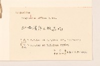 鼠麴草藏品圖，第3張