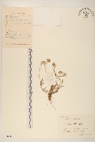 父子草、天青地白藏品圖，第1張