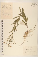 雞兒腸藏品圖，第1張