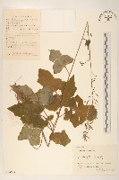 山萵苣藏品圖，第1張