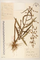 鵝仔草藏品圖，第1張