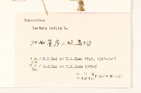 鵝仔草藏品圖，第3張