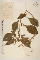 野茼蒿藏品圖，第1張