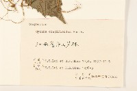 野茼蒿藏品圖，第3張