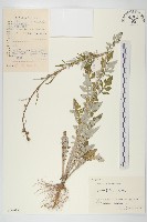 泥胡菜藏品圖，第1張