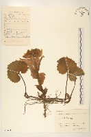 蜂斗菜、蛇頭菜藏品圖，第1張