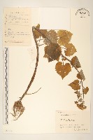 蒲兒根藏品圖，第1張