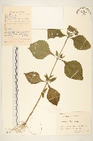 腺梗豨薟藏品圖，第1張