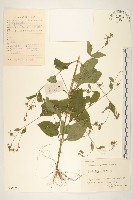 毛梗豨薟藏品圖，第1張