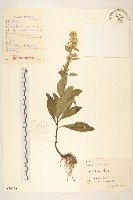 一枝黃花藏品圖，第1張