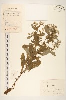 苦滇菜、苦菜藏品圖，第1張