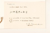 鬼苦苣菜藏品圖，第3張