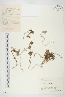 對葉景天藏品圖，第1張