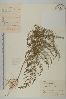 茵蔯蒿藏品圖，第1張