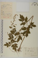 角菜、珍珠菜藏品圖，第1張