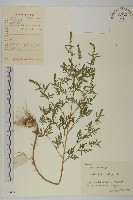 豬草、瘤果菊藏品圖，第1張