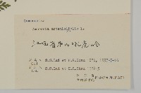 豬草、瘤果菊藏品圖，第3張