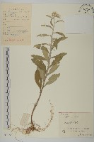 香青藏品圖，第1張