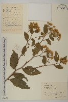 微糙三脈紫菀藏品圖，第1張