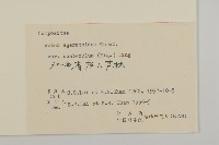 微糙三脈紫菀藏品圖，第3張