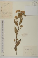 山白蘭藏品圖，第1張