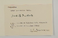 山白蘭藏品圖，第3張