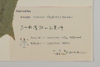 矢鏃葉蟹甲草藏品圖，第3張