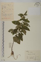 杓兒菜藏品圖，第1張