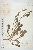 黃鵪菜藏品圖，第1張