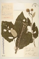 山牛旁藏品圖，第1張