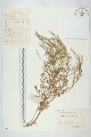 水花菜藏品圖，第1張