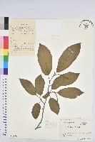 白木烏臼藏品圖，第1張