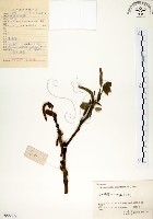 構樹藏品圖，第1張