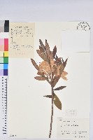 羊躑躅藏品圖，第1張