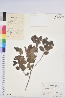 登錄號:S056709藏品圖，第1張