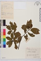 鈍齒鼠李藏品圖，第2張