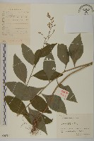 珍珠蒿、奇蒿藏品圖，第1張