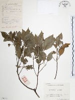 樟樹藏品圖，第1張