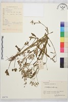 石龍芮藏品圖，第1張